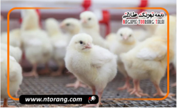 اعلام شرایط جدید وزارت جهاد کشاورزی برای جوجه ریزی گوشتی